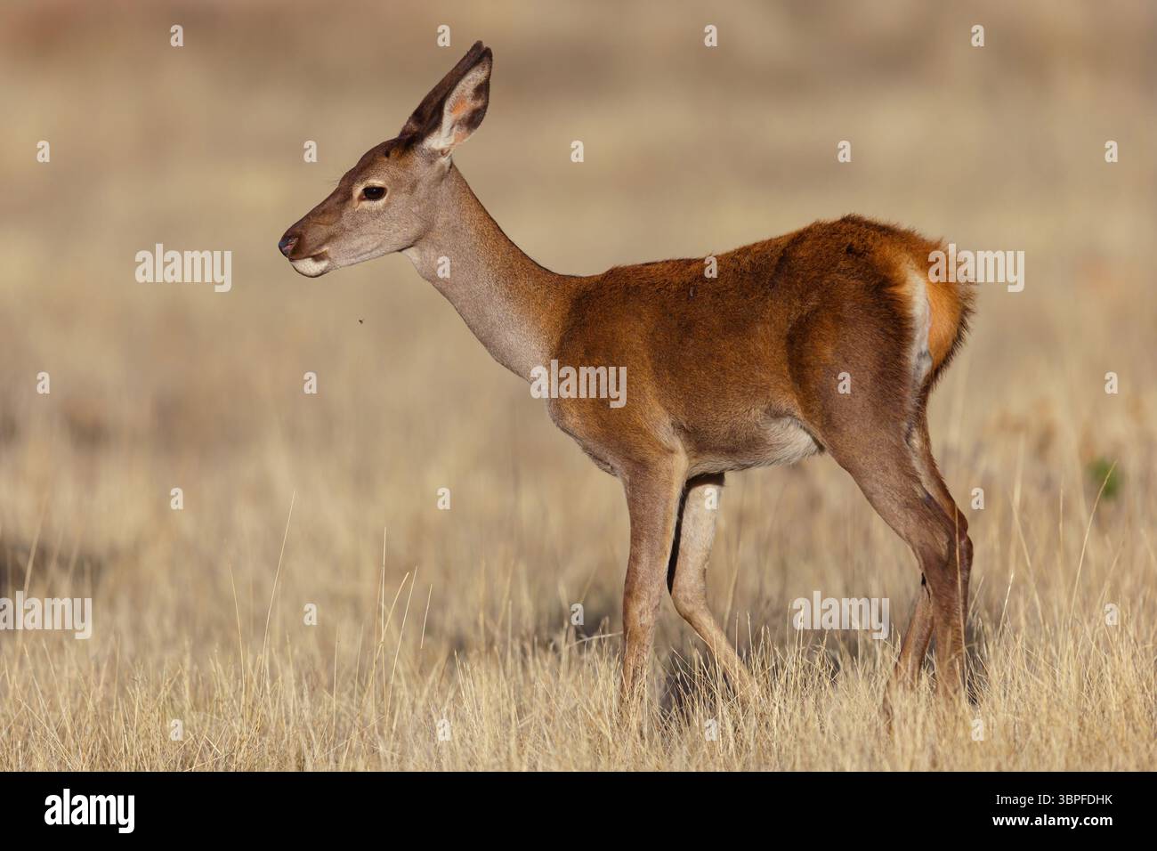 Cervi rossi, Cervus elaphus, giovani animali, animali, mammiferi, giovane animale, Foto Stock