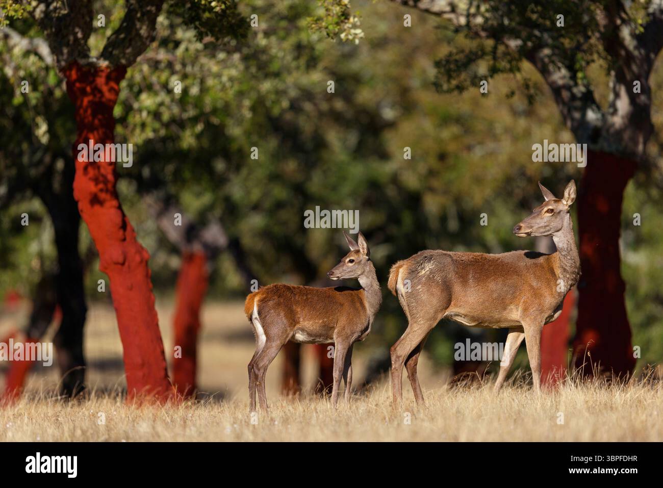 Cervi rossi, Cervus elaphus, giovani animali, animali, mammiferi, donna con giovane, Foto Stock
