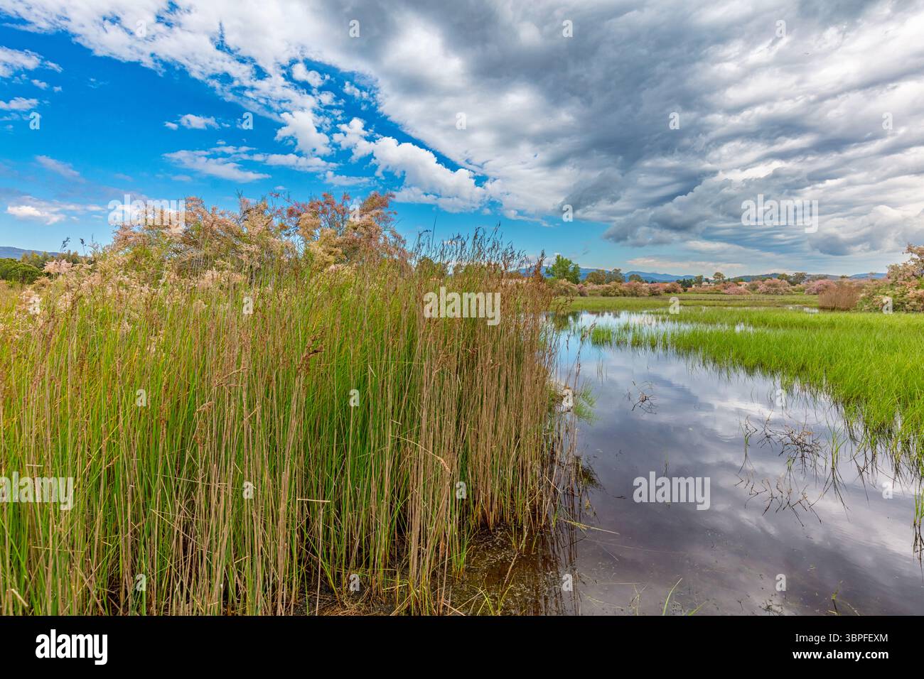 Paesaggio Grecia, isola di Lesbo, tempesta, atmosfera di tempesta, canne, biotopo, acque, natura, Foto Stock