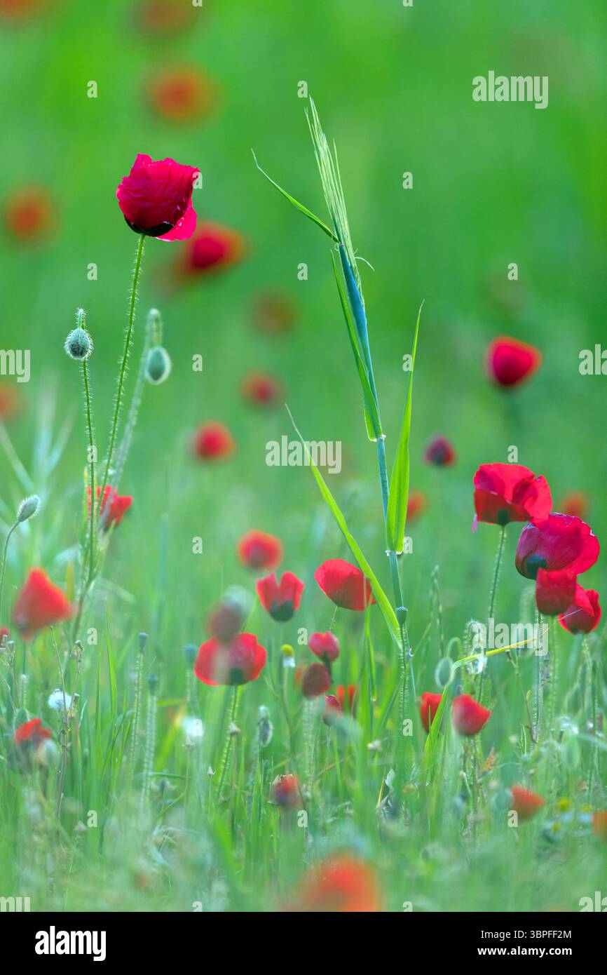 Papavero di mais, papavero, papavero, rosa di mais, pianta, fiori, fioritura, fioritura, Foto Stock