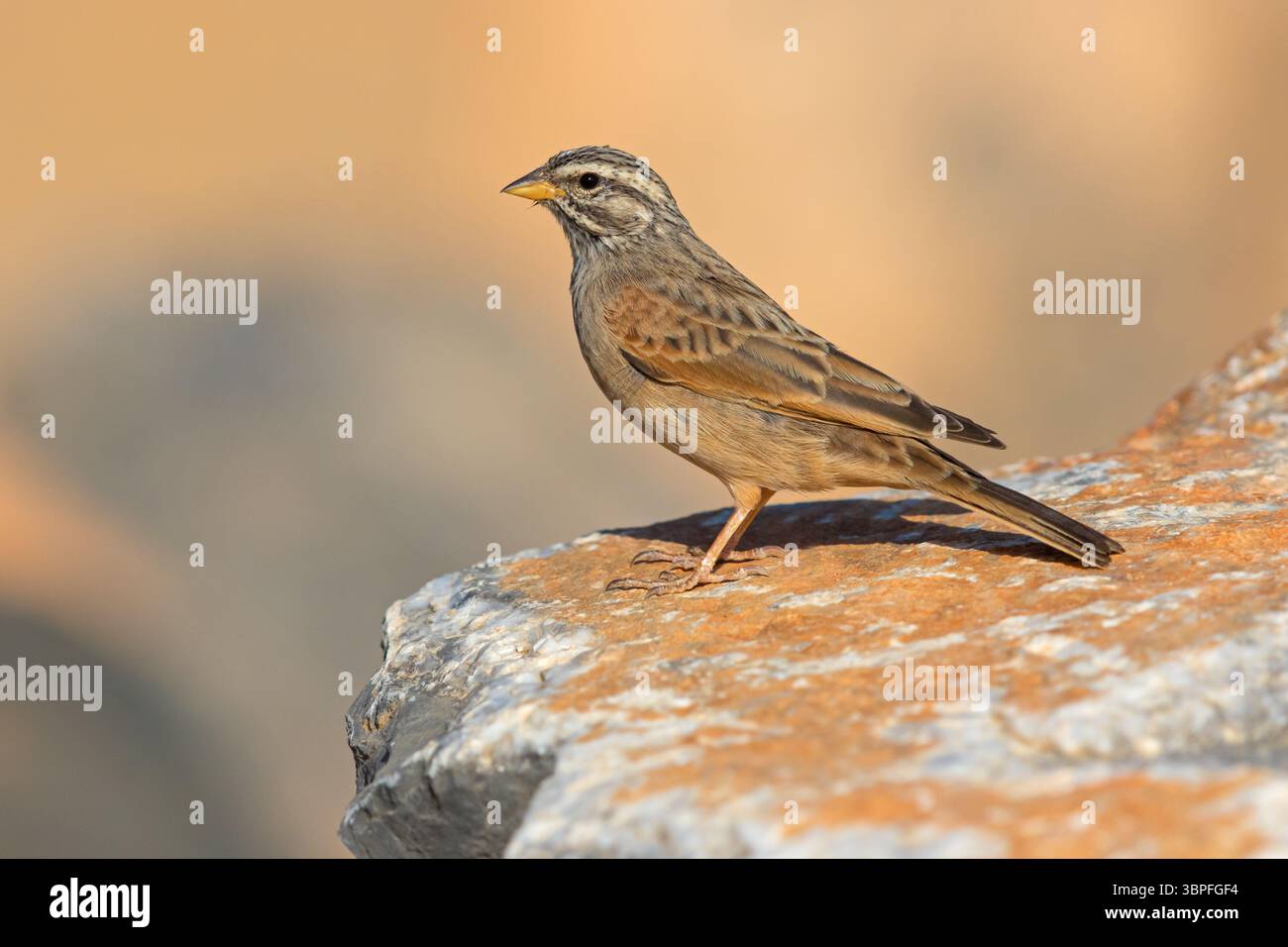 Deserto Bunting, Emberiza striolata, animali, uccelli, seduti sulla roccia, Foto Stock