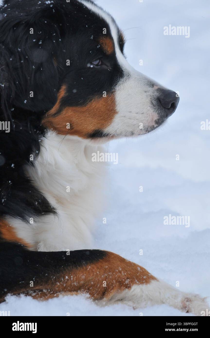 Cane da montagna bernese che si stende nella neve Foto Stock