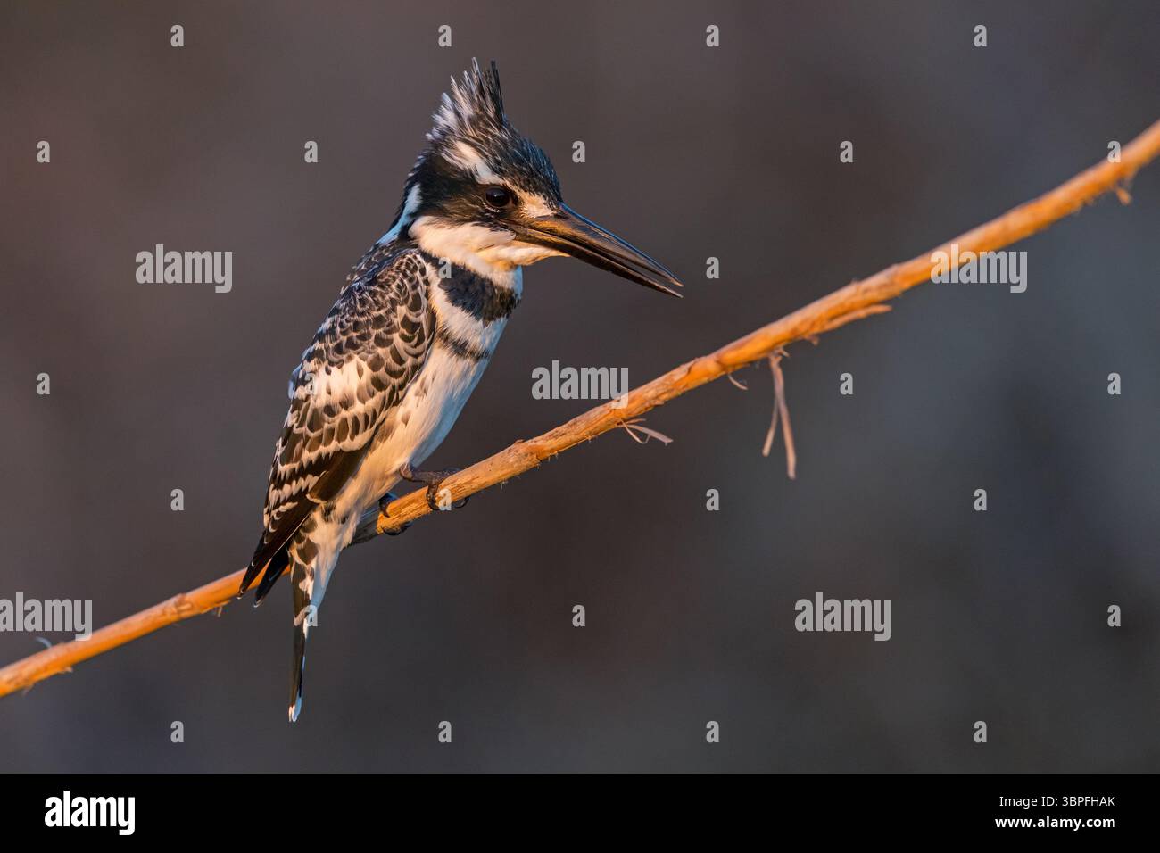 KingFisher, Ceryle rudis, Alcyon pie, famiglia Kingfisher, animali, uccelli, Foto Stock
