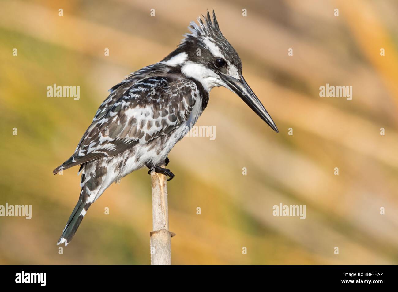 KingFisher, Ceryle rudis, Alcyon pie, famiglia Kingfisher, animali, uccelli, Foto Stock