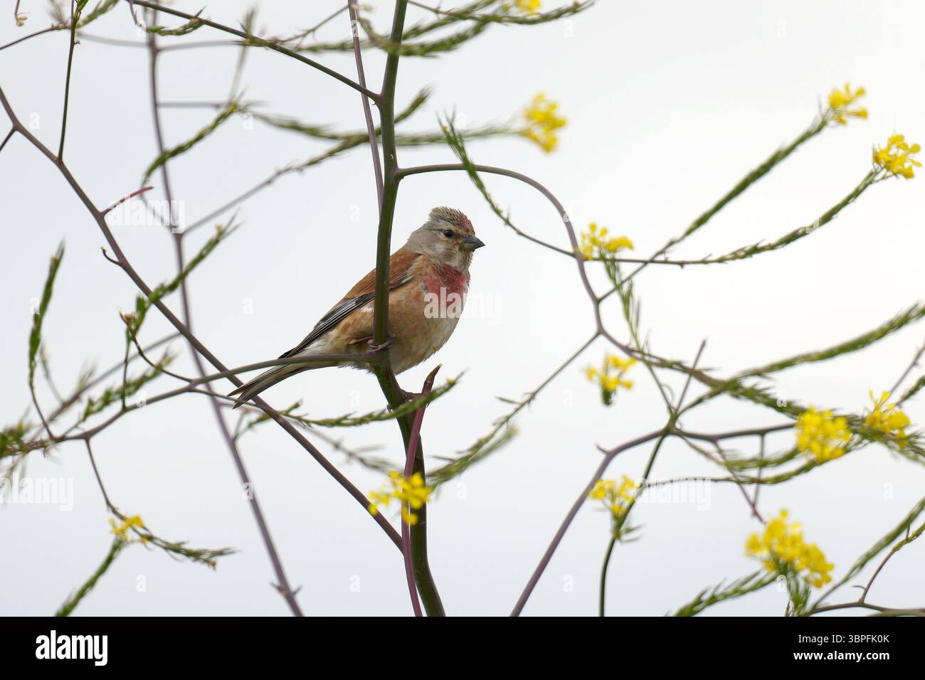 Linnet maschile- Linaria cannabina arroccata su senape nera-Brassica nigra. Foto Stock