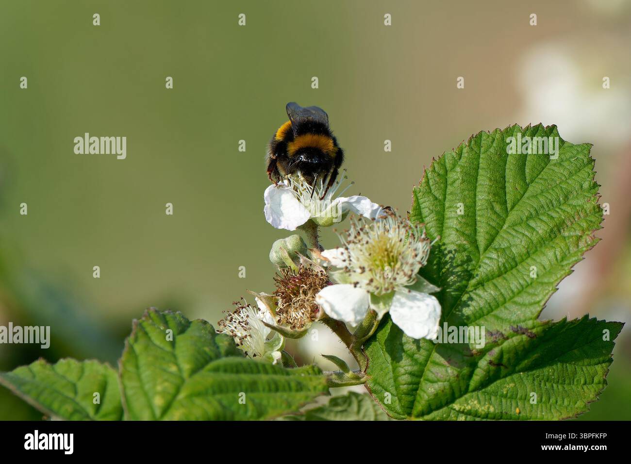 bumblebee-Bombus Terrestris in visita a European Dewberry-Rubus caesius Foto Stock