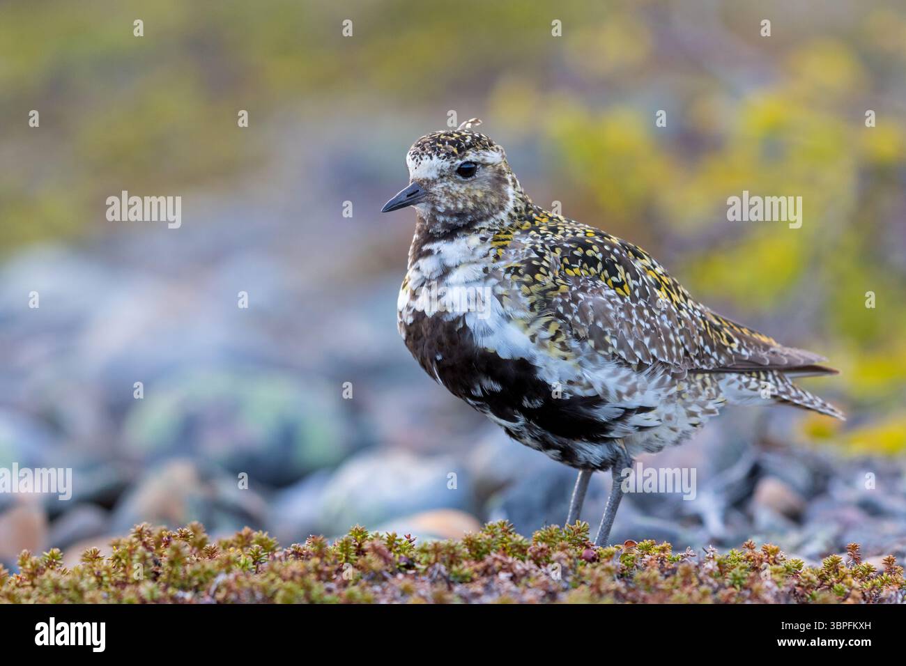 Golden Plover, Pluvialis apricaria, Charadrius apricaria, famiglia di amanti, Foto Stock