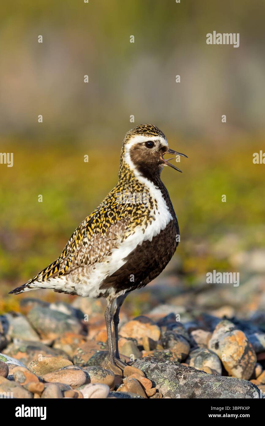 Golden Plover, Pluvialis apricaria, Charadrius apricaria, famiglia di amanti, Foto Stock