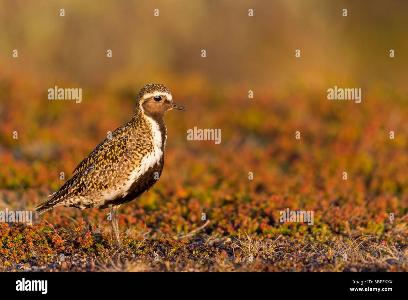Golden Plover, Pluvialis apricaria, Charadrius apricaria, famiglia di amanti, Foto Stock