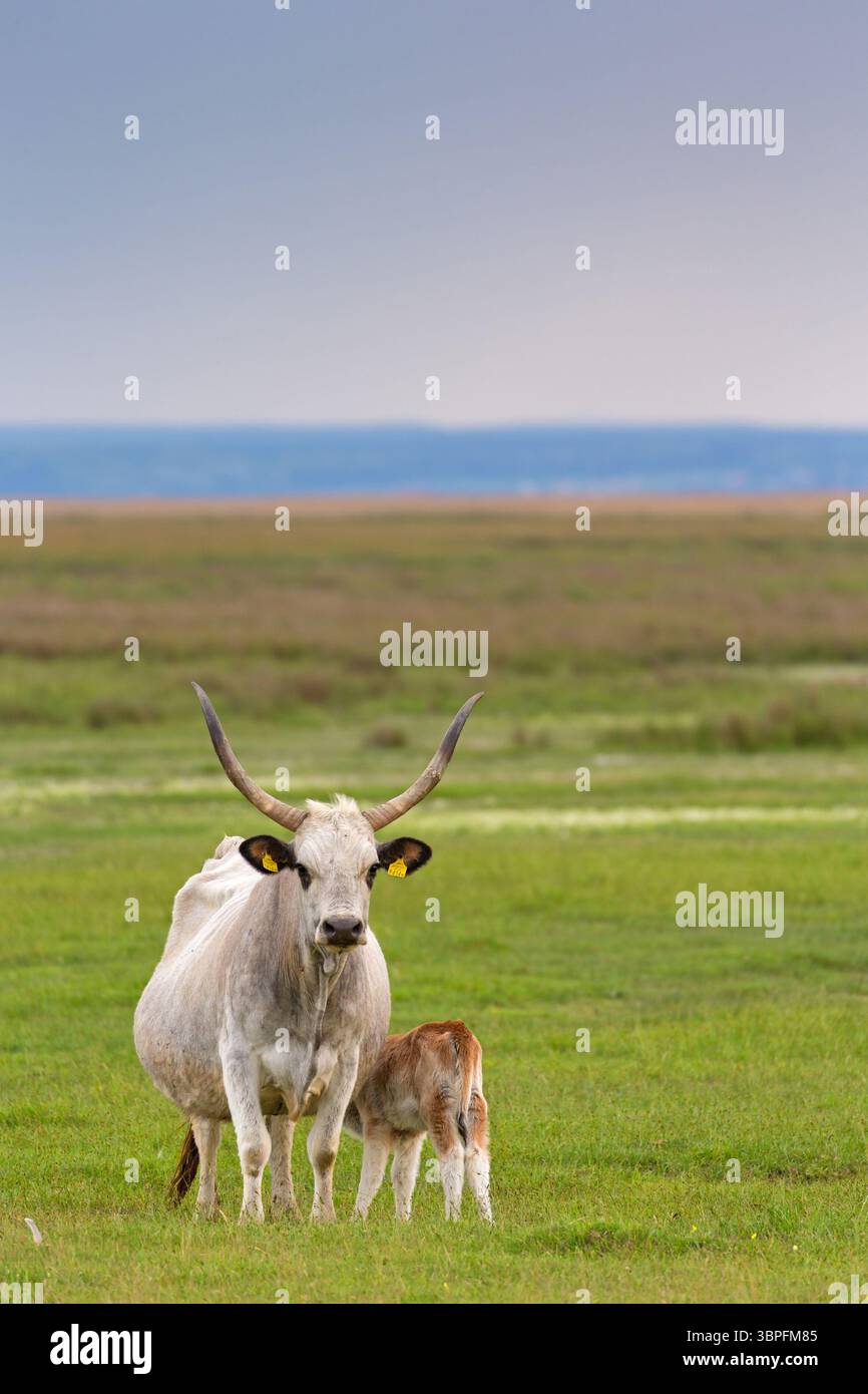 Bovini da steppa ungherese, bovini grigi ungheresi, Bos primigenius taurus, mucca con vitello, bambini animali, Foto Stock