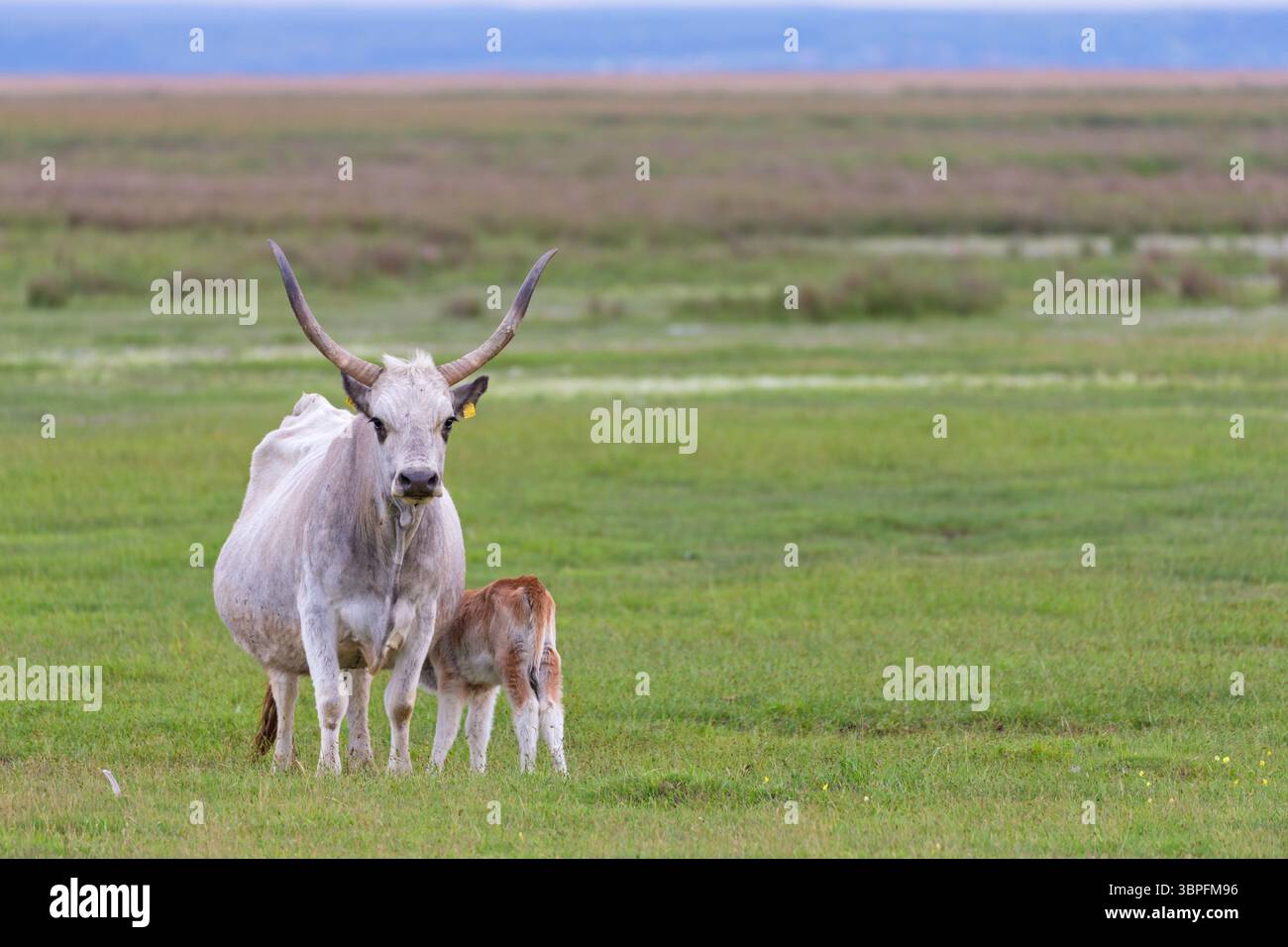 Bovini da steppa ungherese, bovini grigi ungheresi, Bos primigenius taurus, mucca con vitello, bambini animali, Foto Stock