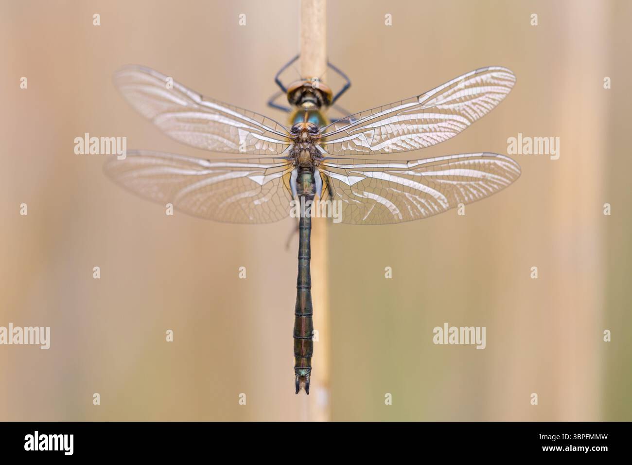 Libellula di Falco, libellula di smeraldo comune, Cordulia aenea, animale, insetti, dragonfly, libellule, vista dall'alto, Foto Stock