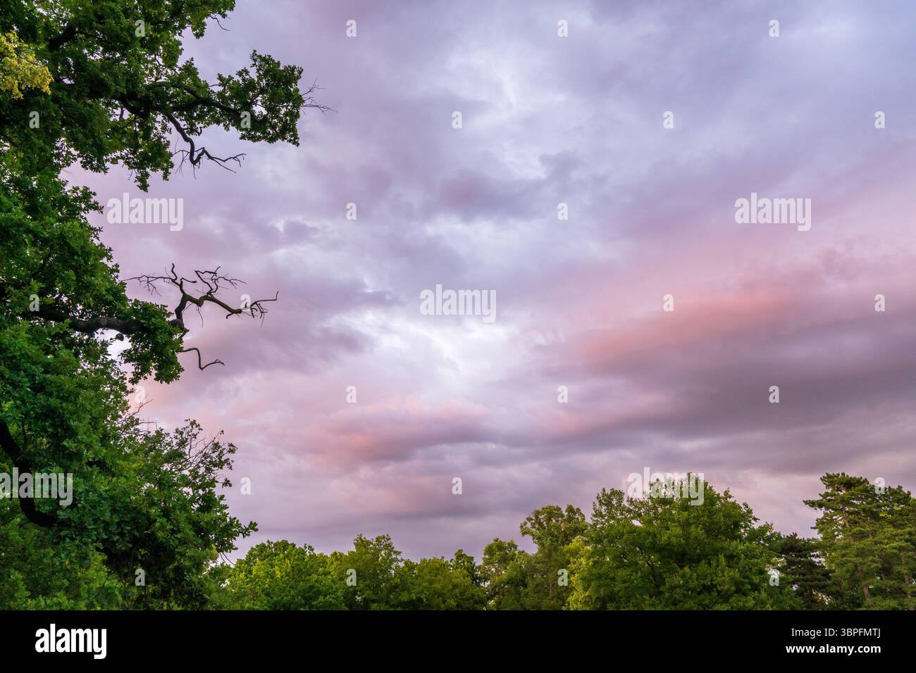 Il cielo color rosa tenue del tramonto sopra le cime degli alberi con la silhouette. Tranquillo sfondo naturale con spazio fotocopie, perfetto per temi di calma, natura, design, ev da sogno Foto Stock