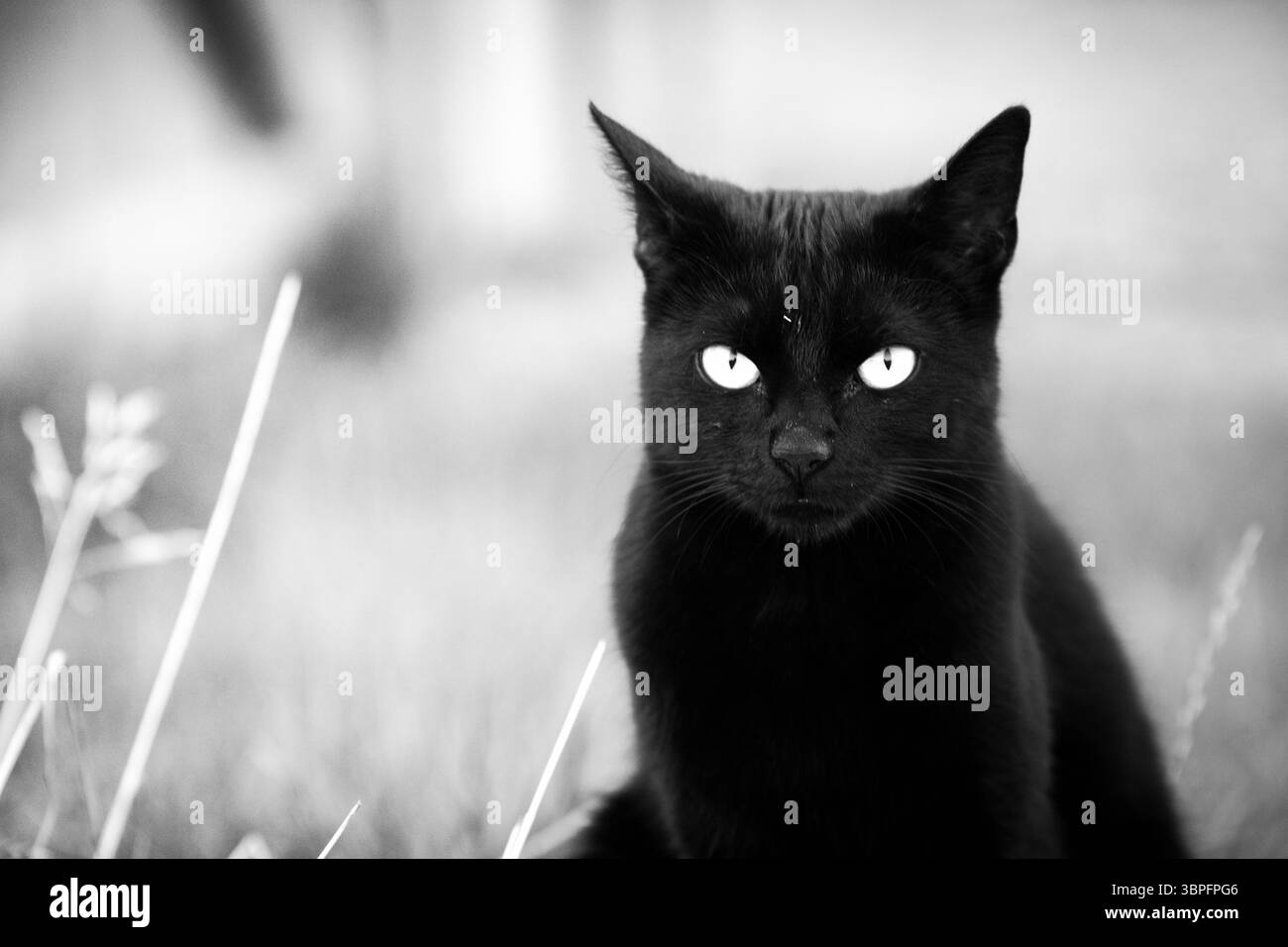 Una cupola di legno intemprata si erge su palafitte in un lago, collegato alla riva da una passerella di legno curvante, il tutto sotto un cielo parzialmente nuvoloso. Foto Stock