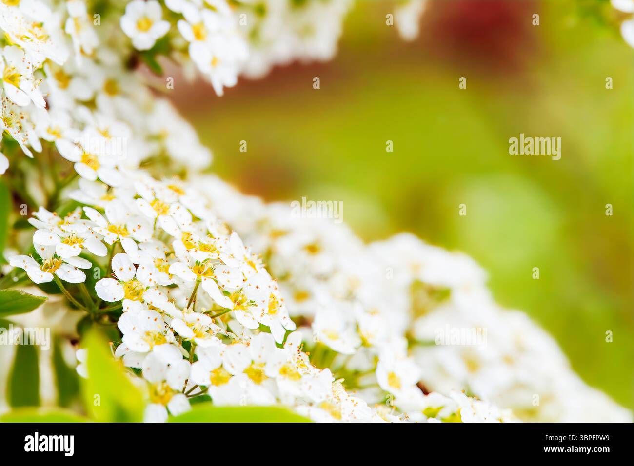 Fioriture bianche traboccanti di spirea nuziale che cadono alla luce del sole. Celebrazione dell'abbondanza stagionale, dell'armonia visiva e della vita in fiore. Per molla Foto Stock