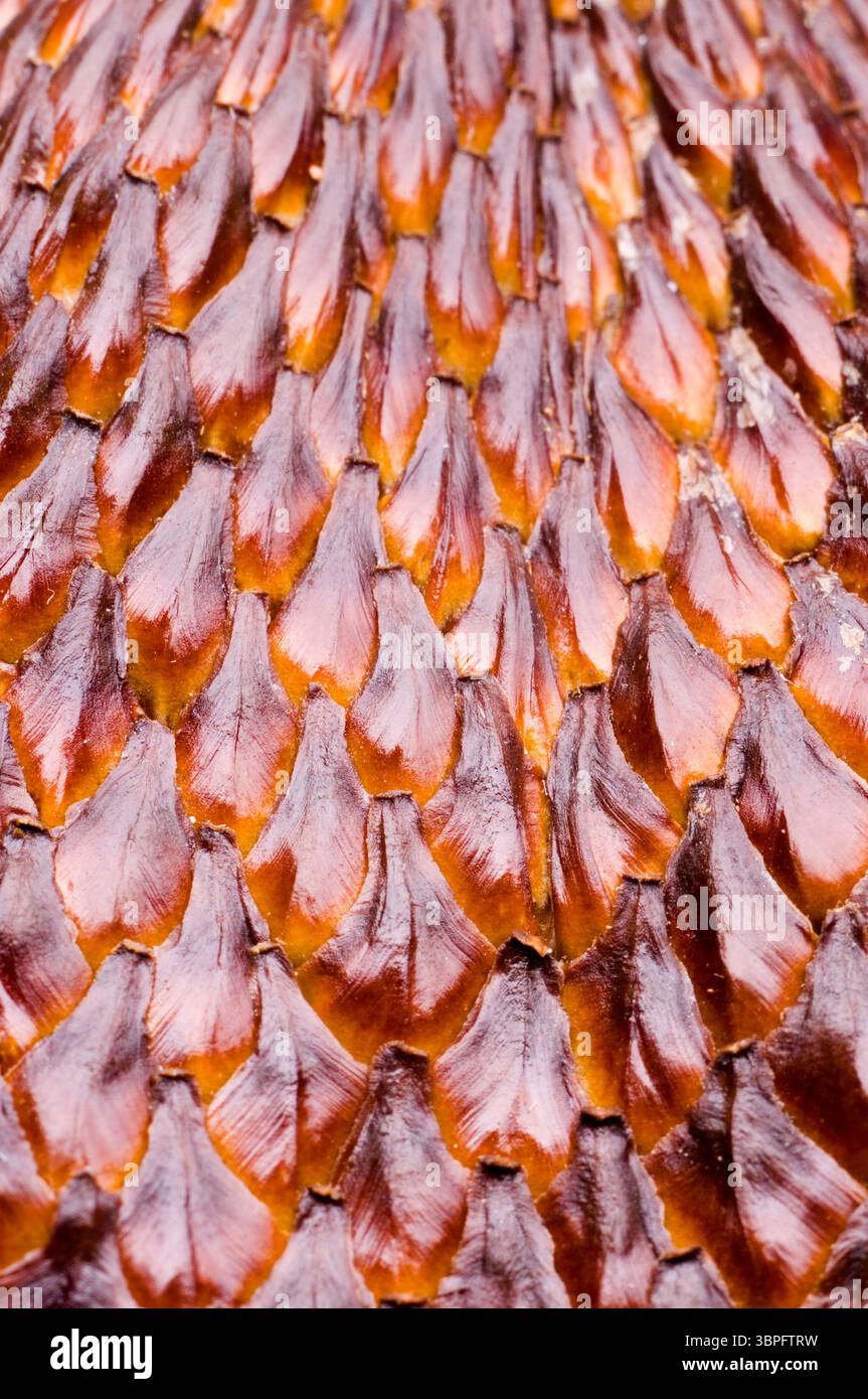 Frutta del serpente Foto Stock