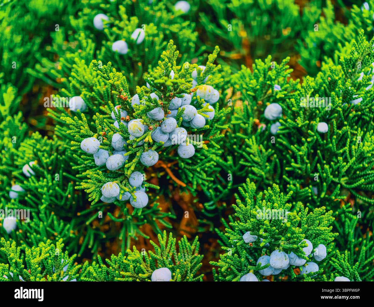Vivace fogliame Evergreen con bacche di ginepro blu – sfondo naturale ad alta risoluzione per carta da parati, screensaver, Web Design, Social Media, Marketing, e Digital Advertising Foto Stock