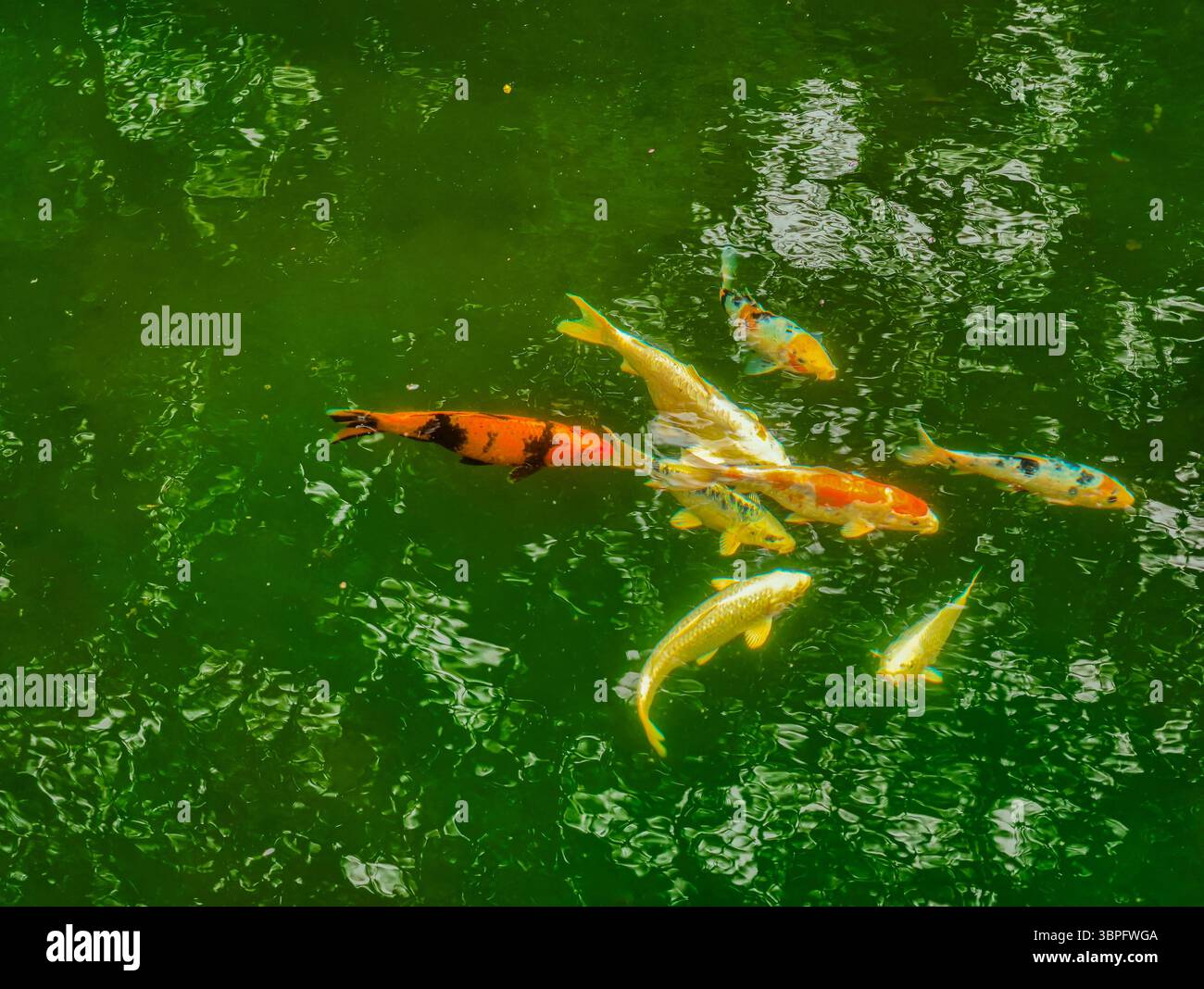 Pesce d'oro che nuota in un tranquillo laghetto verde. Sfondo naturale ad alta risoluzione perfetto per sfondi, marketing ecocompatibile e promozioni digitali: Celebra la bellezza acquatica Foto Stock