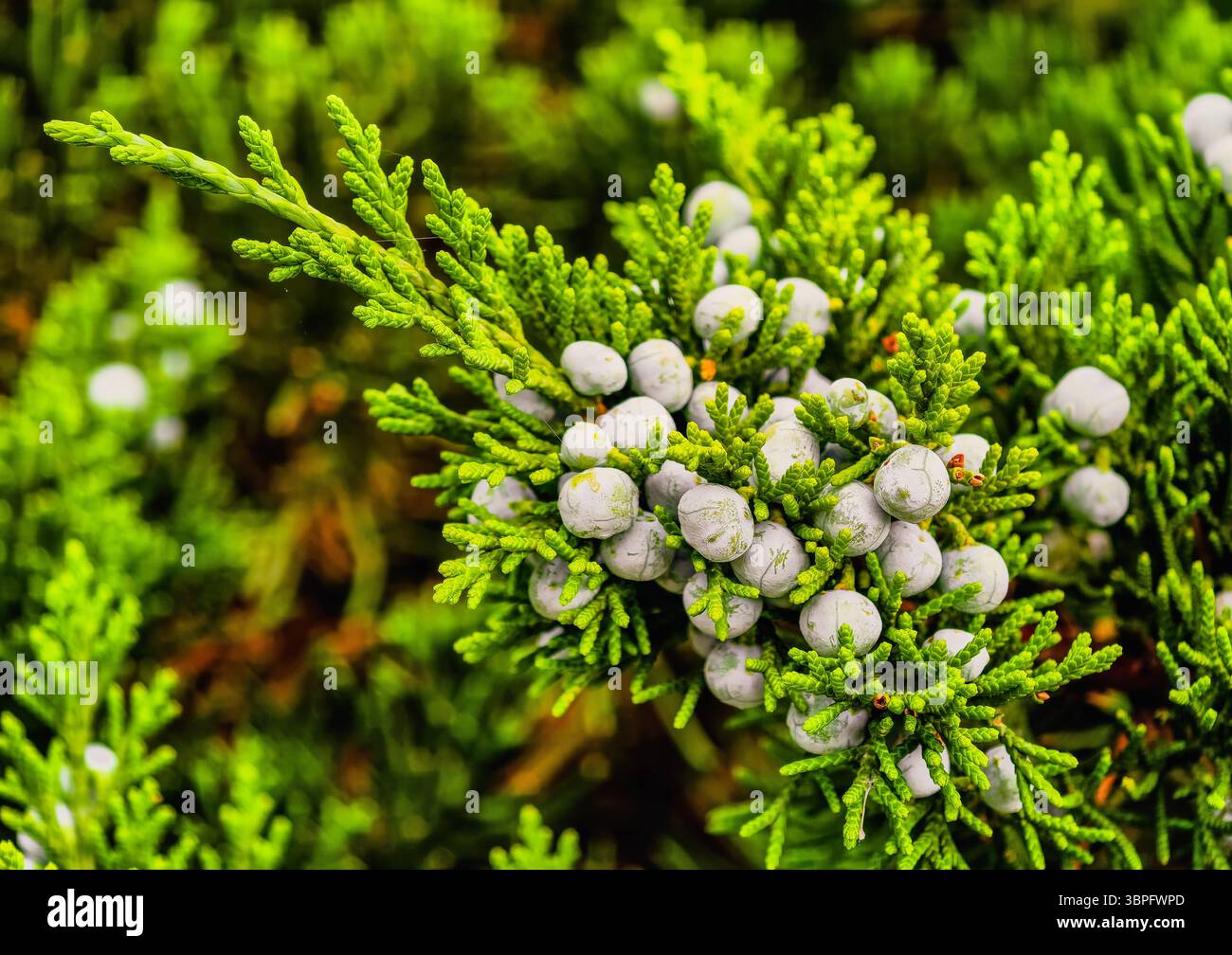 Splendido fogliame Evergreen con bacche di ginepro blu. Sfondo naturale ad alta risoluzione per sfondo, screensaver, Web Design, Social Media, Marketing, e Digital Advertising Foto Stock