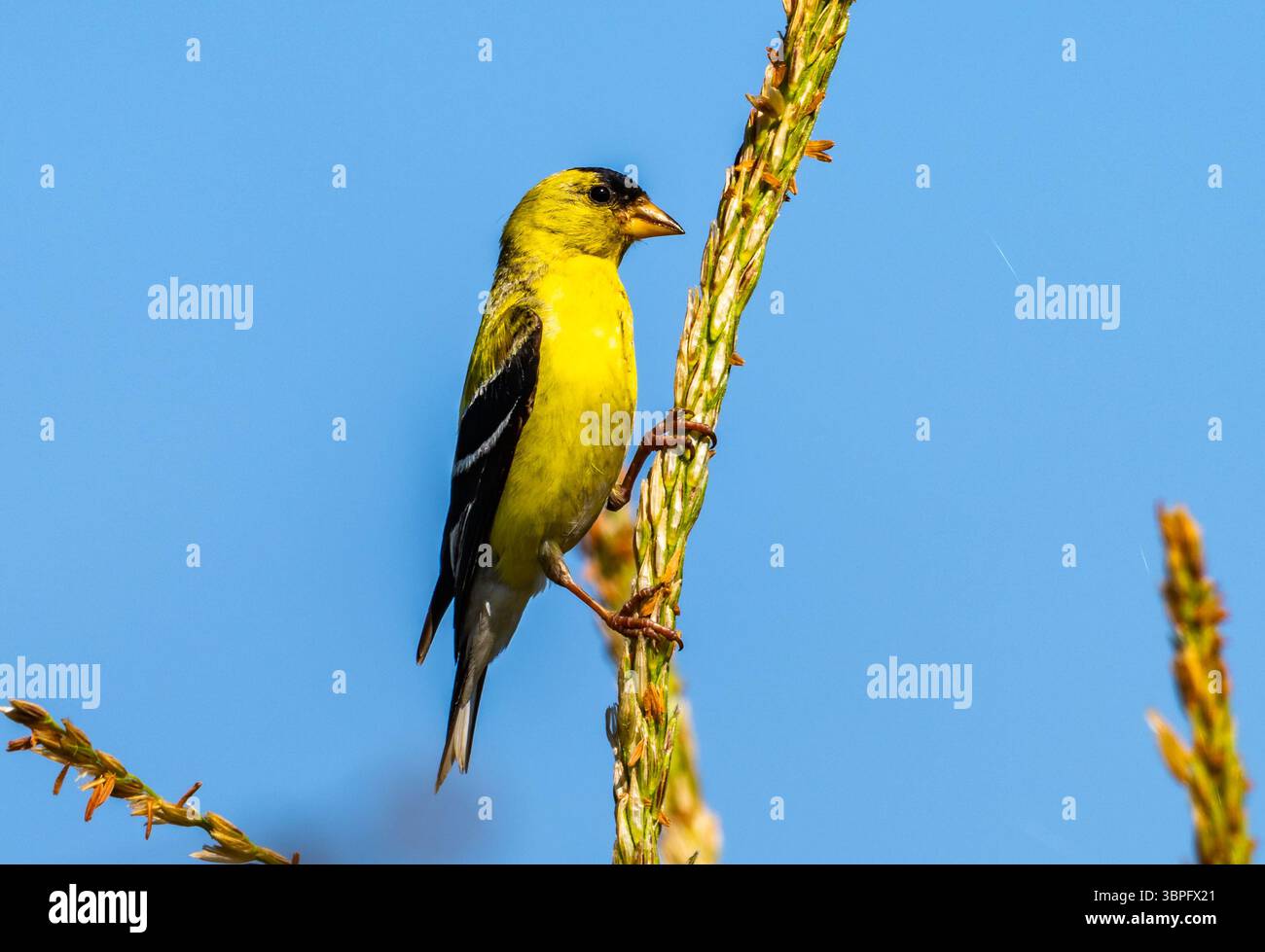 Un colorato maschio americano Goldfinch (Spinus tristis) arroccato su un'erba. California, Stati Uniti. Foto Stock