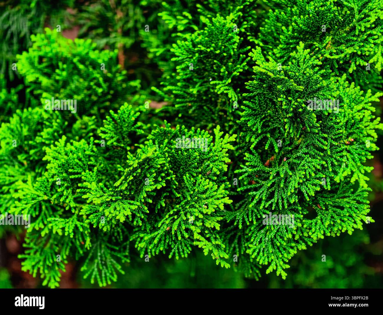 Foliage di cedro verde brillante sfondo astratto. Sfondo premium ad alta risoluzione per telefoni, tablet, TV, social media, marketing, Web Design e promozioni digitali. Decorazioni ispirate alla natura Foto Stock
