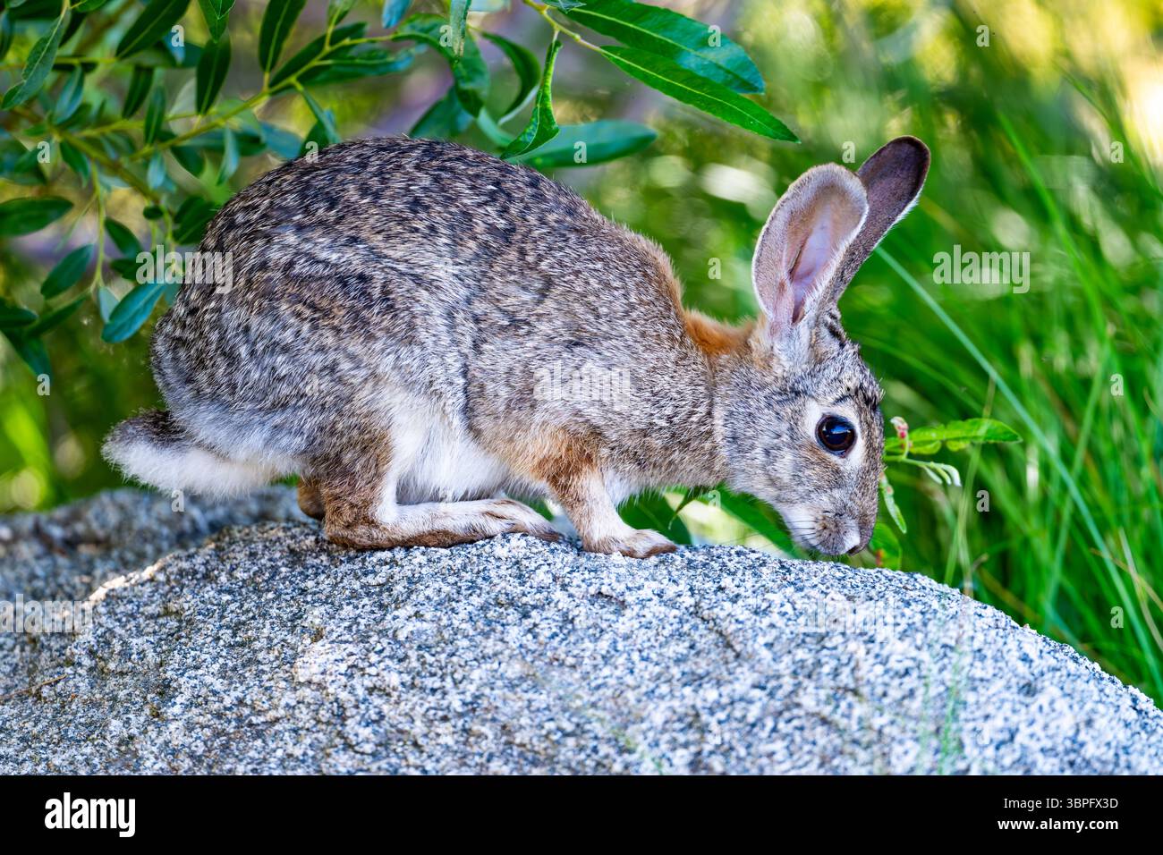 Un coniglio selvaggio di coda di cotone nel deserto (Sylvilagus audubonii) seduto su una roccia. California, Stati Uniti. Foto Stock