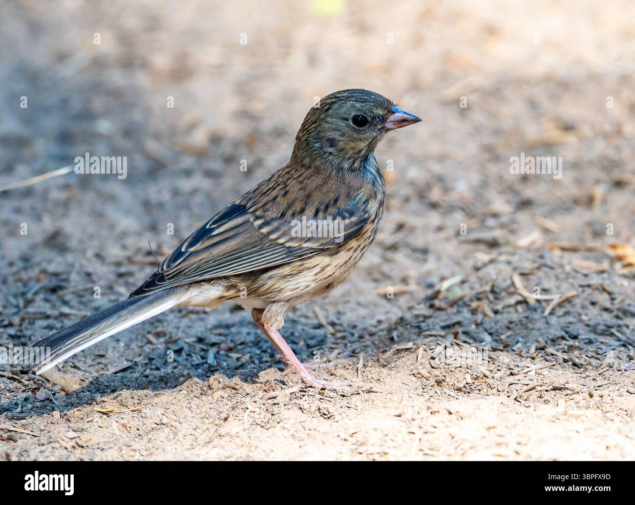 Un Junco immaturo dagli occhi scuri (Junco hyemalis) che si sta alimentando a terra. California, Stati Uniti. Foto Stock
