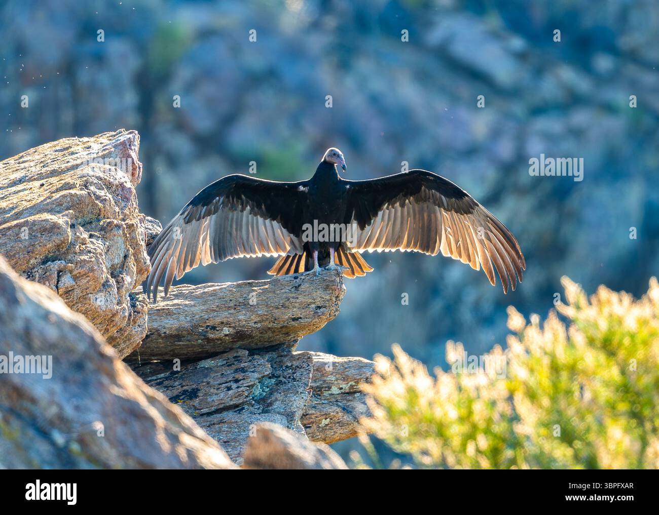 Un Vulture di tacchino (Cathartes aura) che prende il sole sulle ali su una roccia. California, Stati Uniti. Foto Stock