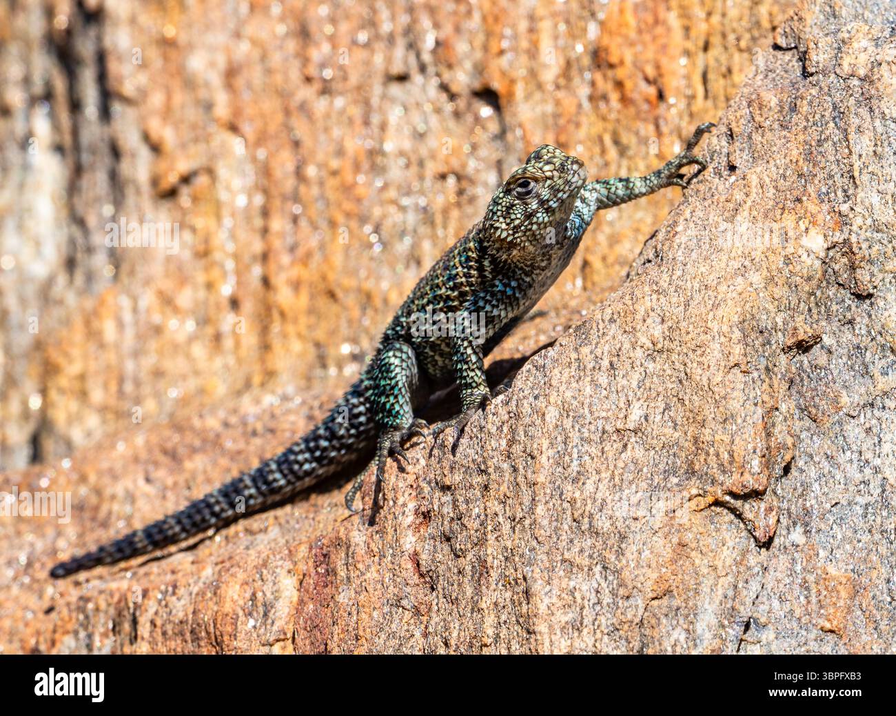 Una lucertola di granito Spiny (Sceloporus orcutti) su una roccia. California, Stati Uniti. Foto Stock