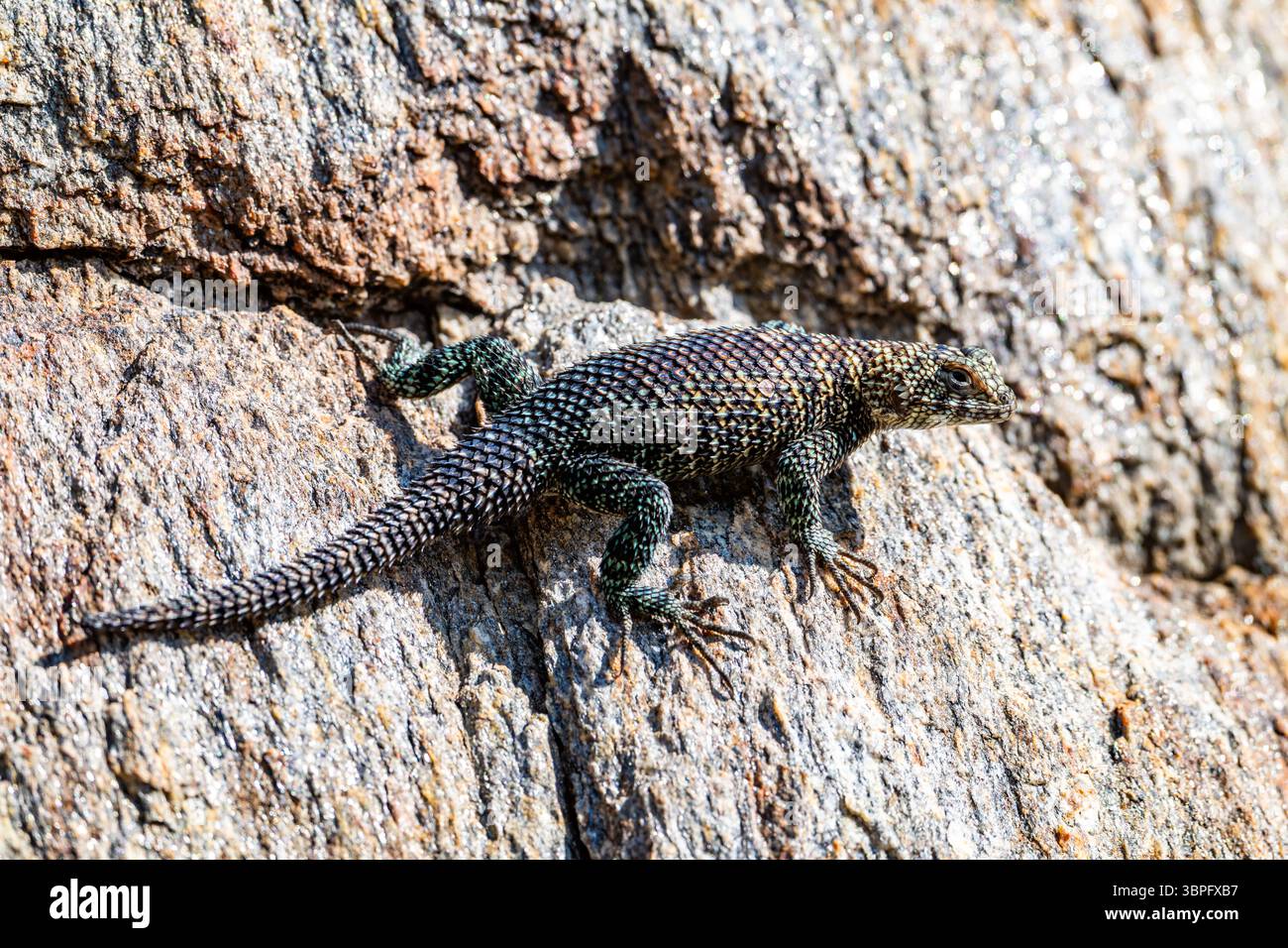Una lucertola di granito Spiny (Sceloporus orcutti) su una roccia. California, Stati Uniti. Foto Stock