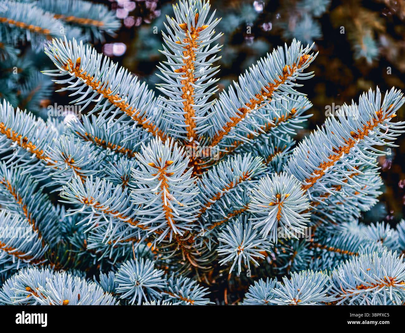Splendidi rami di pino ricoperti di gelo. Sfondo invernale ad alta risoluzione perfetto per l'arredamento stagionale, gli amanti della natura e le promozioni digitali Foto Stock