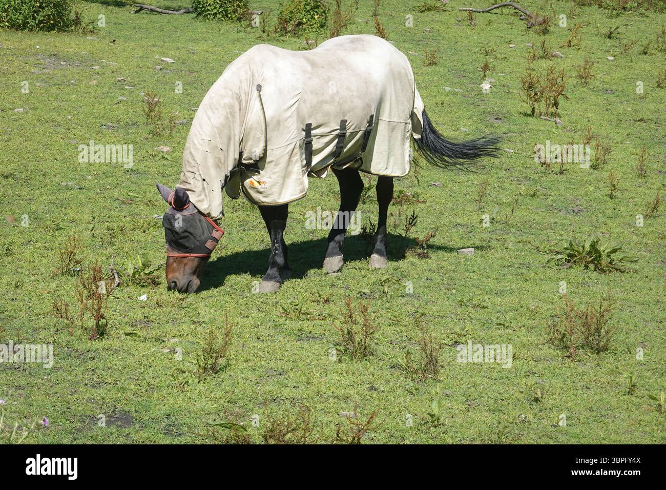 Cavallo con gli occhi coperti e coperta Foto Stock