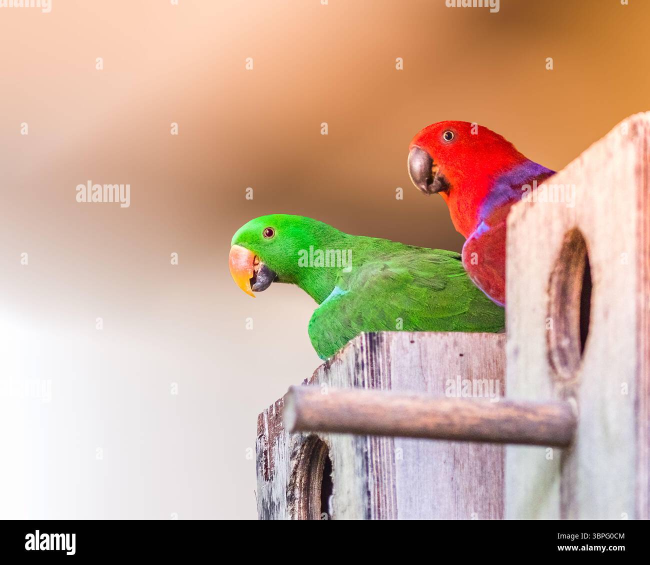 Una coppia di pappagallo Eclectus che riposa sul loro nido Foto Stock