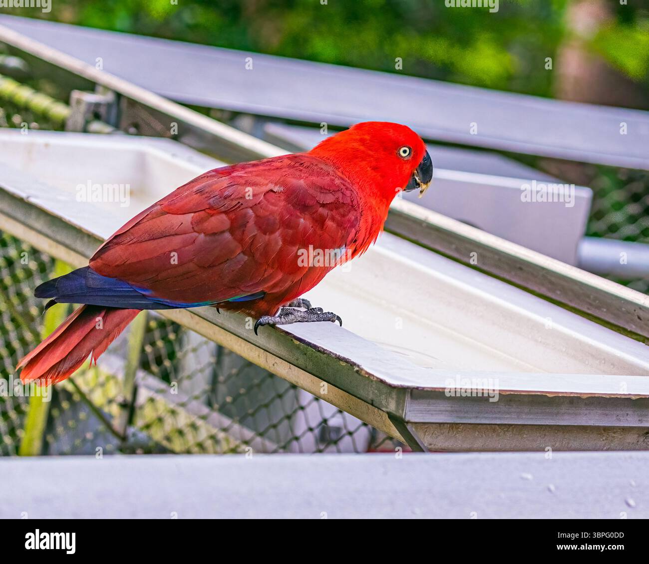Una femmina di pappagallo Eclectus che riposa sulla griglia Foto Stock