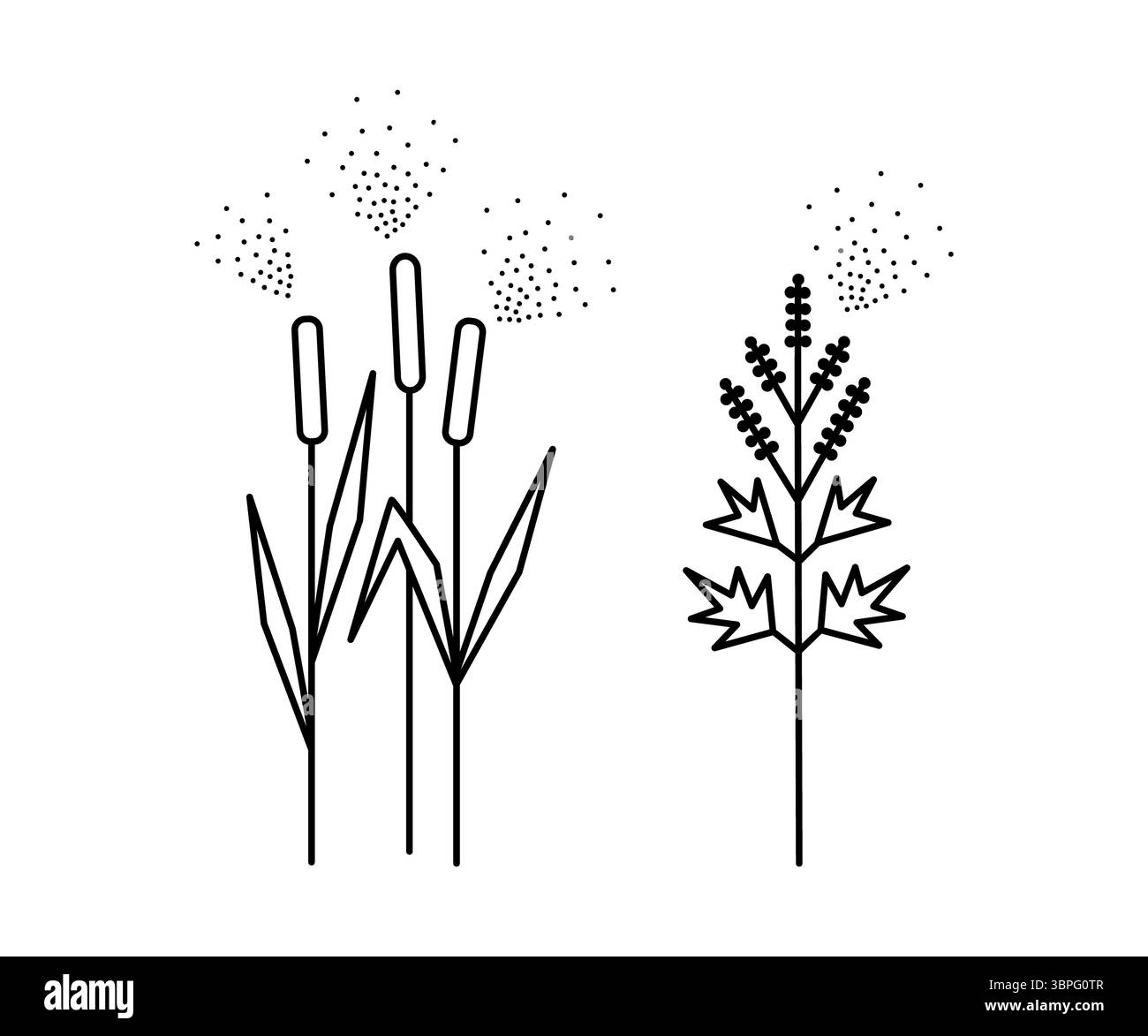 Piante impollinanti del vento, erba di Timoteo e mugwort, causando allergia. Foto Stock