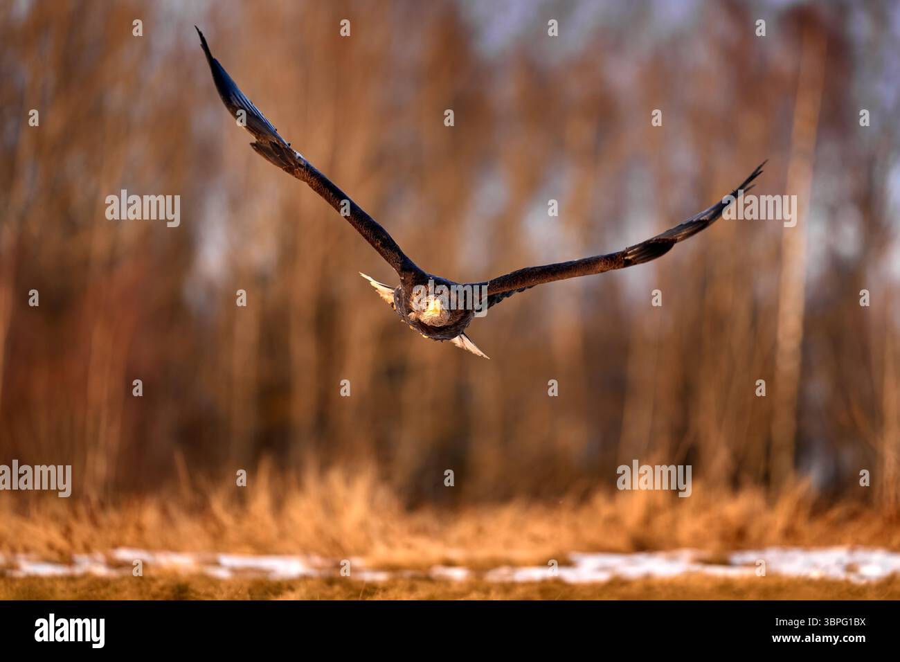 Volando grande rapace Aquila dalla coda bianca sopra il prato con le ali aperte. Foto Stock