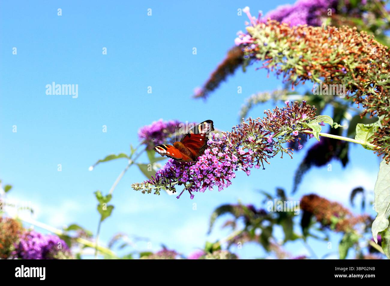 Farfalla di pavone che si nutre di una buddleia viola, conosciuta anche come una farfalla cespuglio Foto Stock