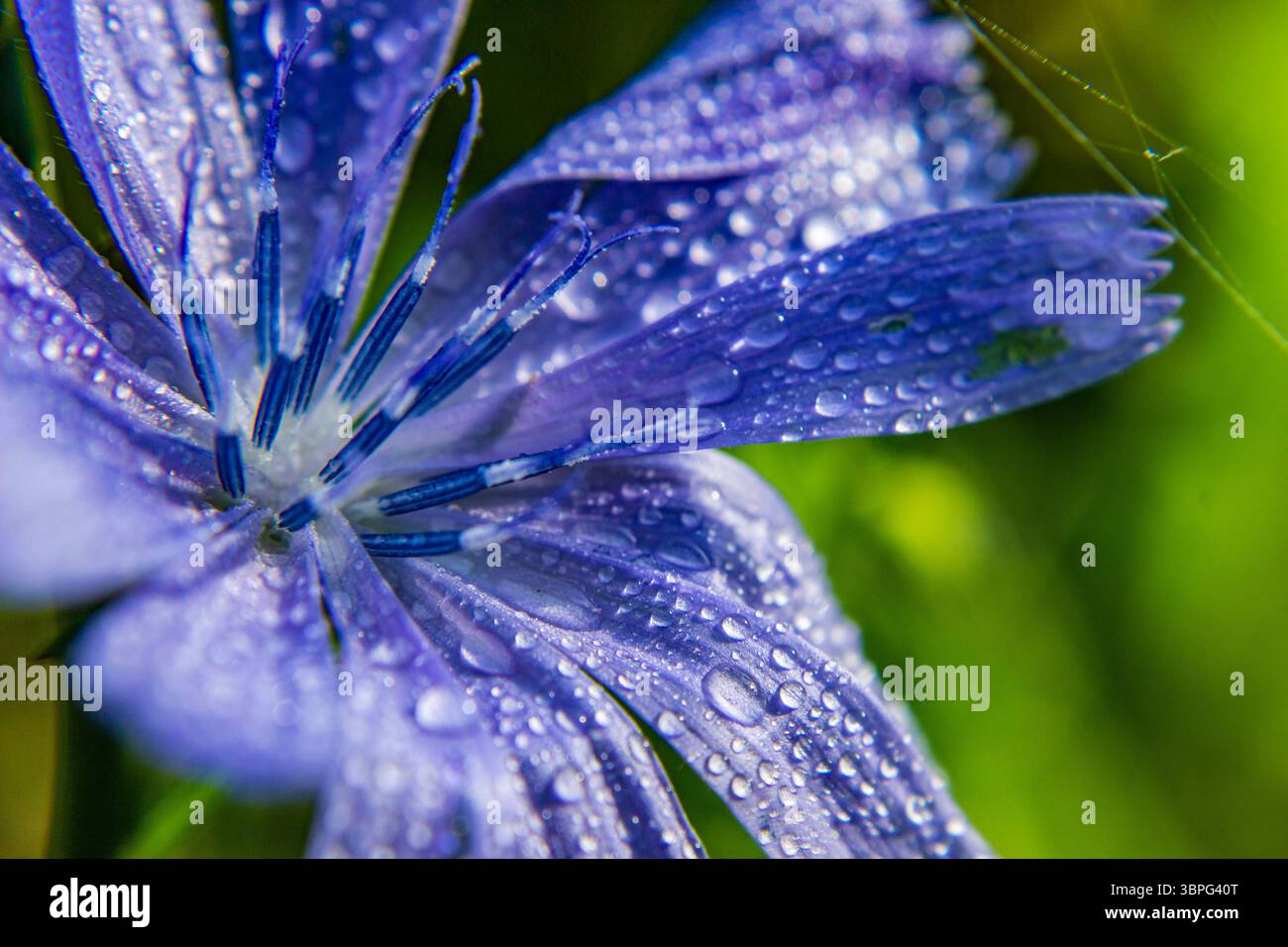 Un macro shot di un fiore selvaggio tinto di blu. I suoi petali raccolgono la rugiada mattutina, fornendogli acqua sufficiente. Foto Stock