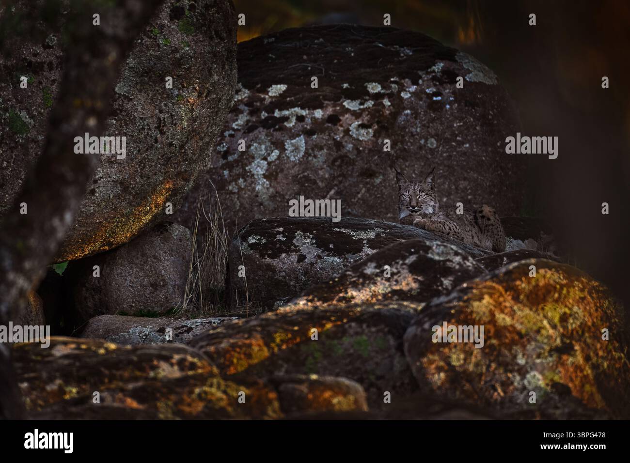 Lynx iberica, lynx pardinus, endemico gatto selvatico in Spagna in Europa. Raro habitat di roccia di pietra di gatto nella natura. Felino canino con cappotto in pelliccia spot, sera Foto Stock