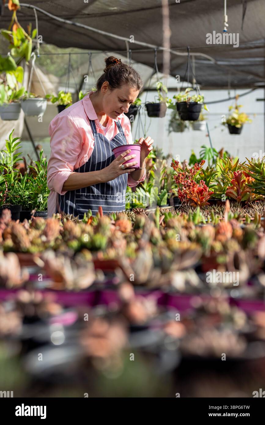 Donna bianca che indossa un grembiule a righe che ispeziona succulente in una pentola viola presso la nursery sotto la tettoia dell'ombra Foto Stock Donna bianca che indossa un grembiule a righe che ispeziona succulente in una pentola viola presso la nursery sotto la tettoia dell'ombra Foto Stock