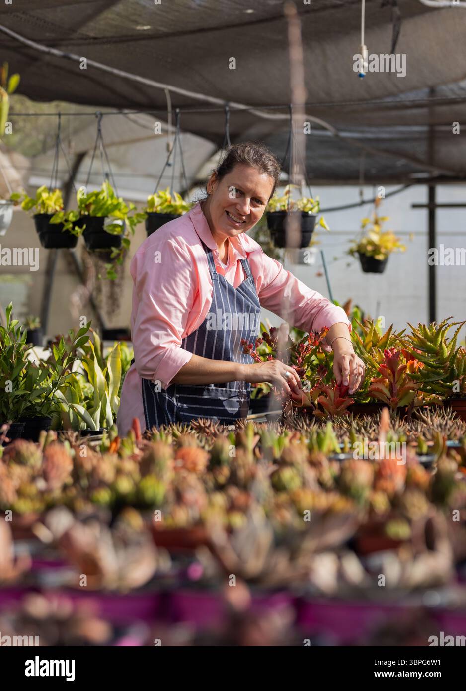 Donna giardiniera che rifinisce succulente con foglie rosse su panca per vivaio, panno sotto l'ombra con vasi appesi Foto Stock Donna giardiniera che rifinisce succulente con foglie rosse su panca per vivaio, panno sotto l'ombra con vasi appesi Foto Stock