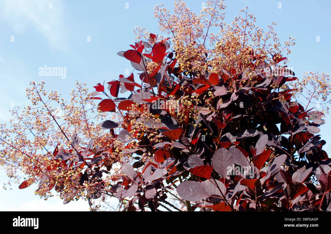 Nuvole spumeggianti di teste di fiori sul cespuglio di fumo Cotinus coggyria Royal Purple Foto Stock