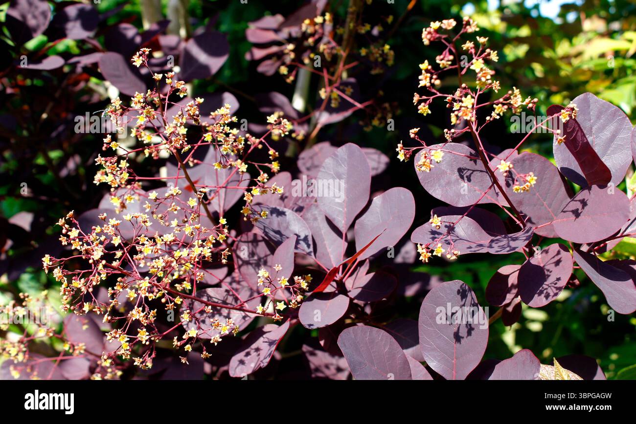 Nuvole spumeggianti di teste di fiori sul cespuglio di fumo Cotinus coggyria Royal Purple Foto Stock