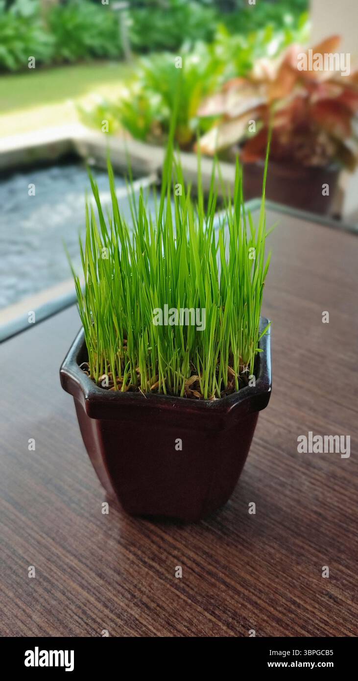 Primo piano di giovani piantine di riso (Oryza sativa) che crescono in una piccola pentola marrone scuro su un tavolo di legno, con un giardino sfocato sullo sfondo. Simbolo o. - Immagine stock catturata con smartphone