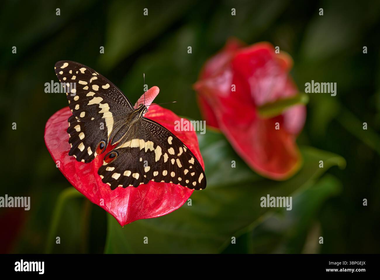 Farfalla tropicale nelle fortezze della giungla. Primo piano. Coda di rondine agli agrumi o farfalla di Natale, Papilio demodocusInsezione su fiore rosso rosa fioriscono in natura Foto Stock