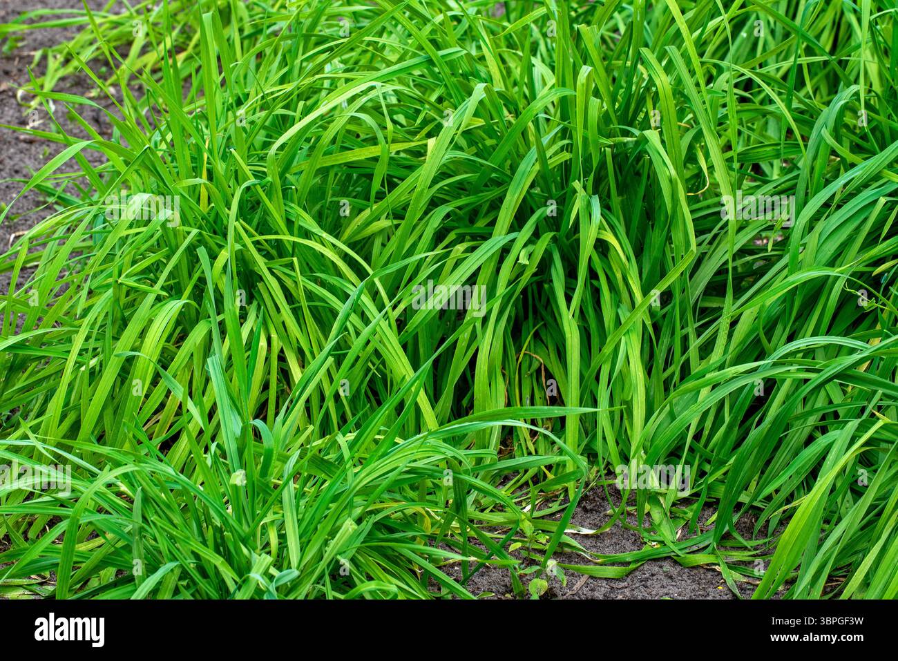 Secale multicaule Waldstauden / Foresta di segale perenne / Foresta di grano perenne / Foresta di grano antico / segale di San Giovanni / segale tedesca in campo in primavera Foto Stock