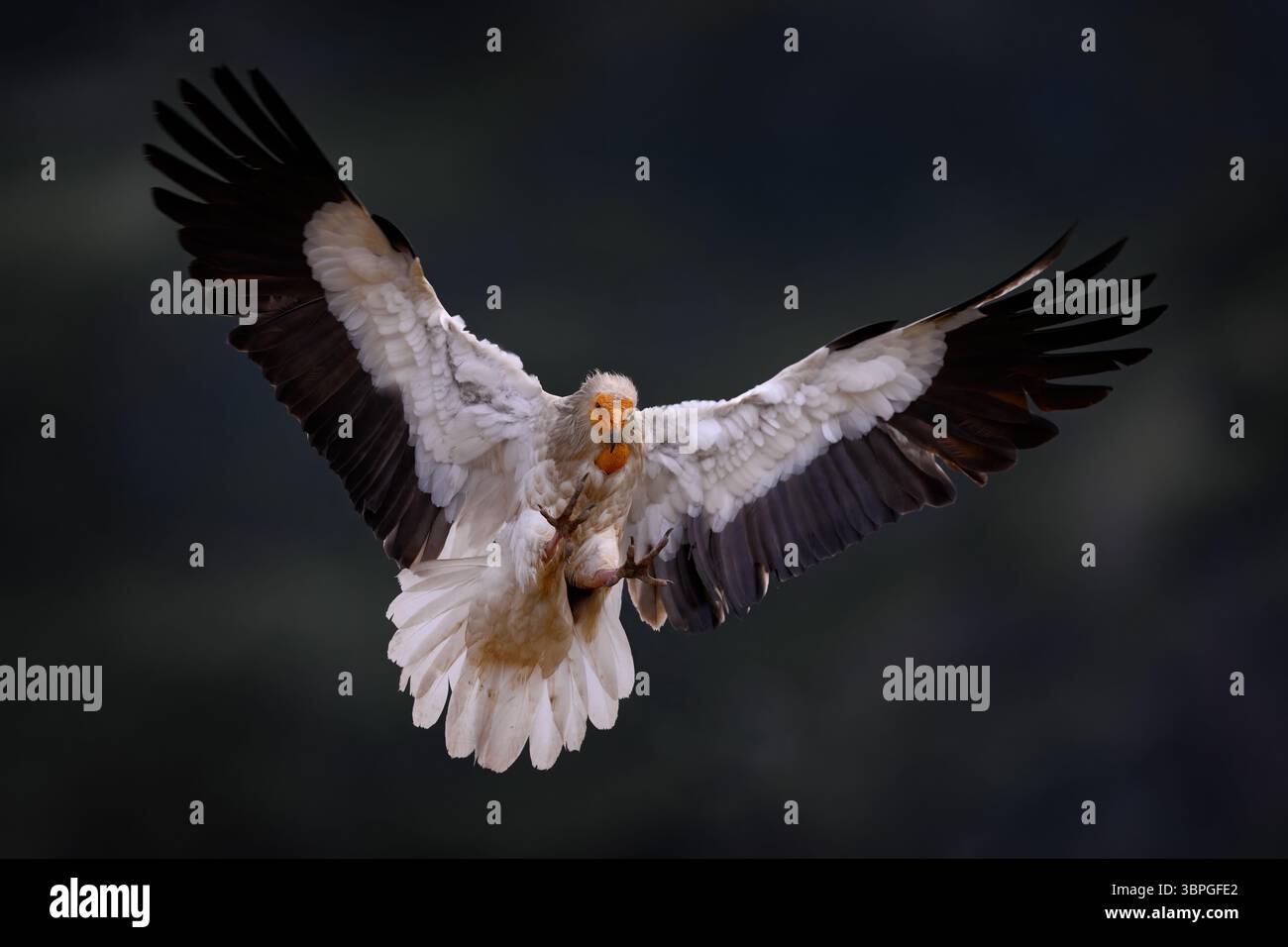 L'avvoltoio egiziano, il percnoptero di Neophron, il grande rapace volano sulla pietra nell'habitat naturale, Bulgaria, Rodopi orientali. Avvoltoio bianco con bi giallo Foto Stock