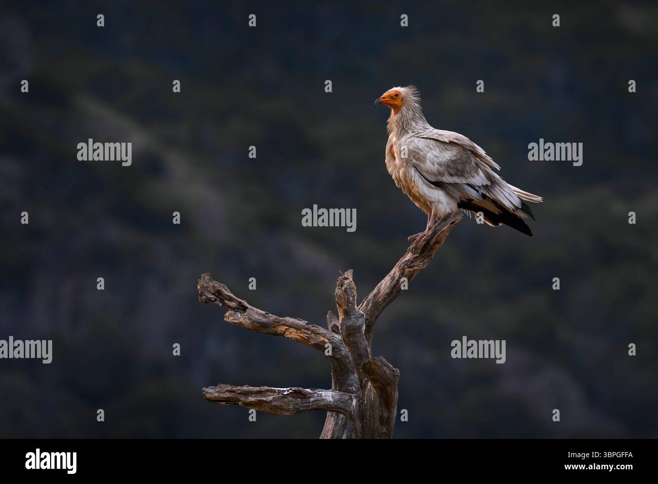 L'avvoltoio egiziano, il percnoptero di Neophron, il grande rapace volano sulla pietra nell'habitat naturale, Bulgaria, Rodopi orientali. Avvoltoio bianco con bi giallo Foto Stock