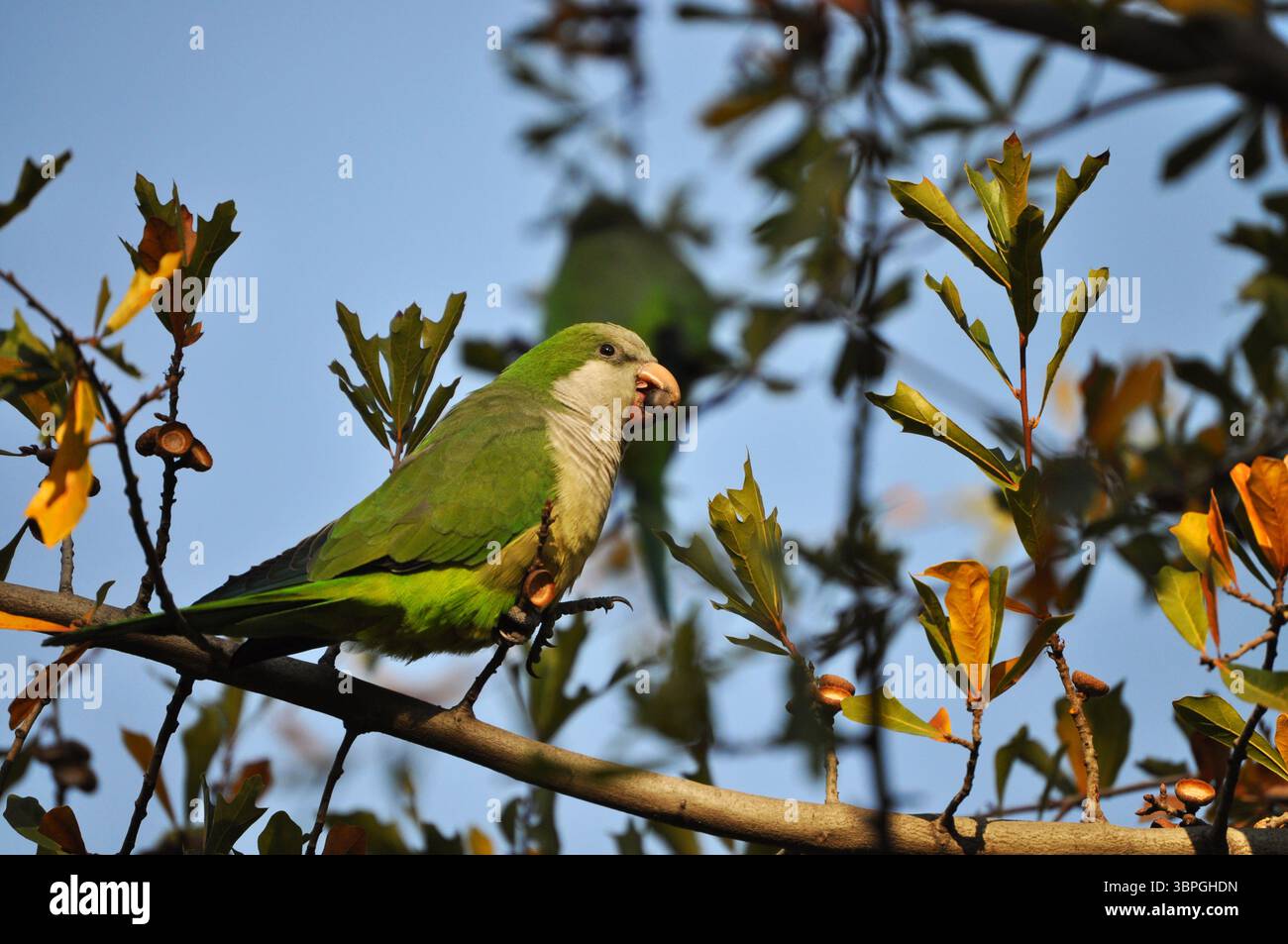Piccolo pappagallo che mangia su un ramo d'albero Foto Stock