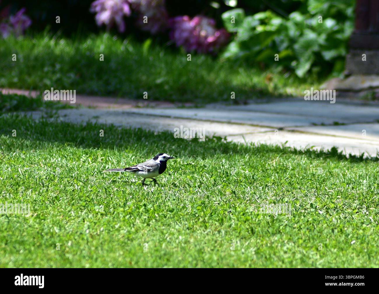 Uccello di coda bianca in piedi su una lussureggiante erba verde in un giardino soleggiato. Piccolo uccello bianco e nero catturato in un ambiente naturale all'aperto, simboleggiando liberato Foto Stock